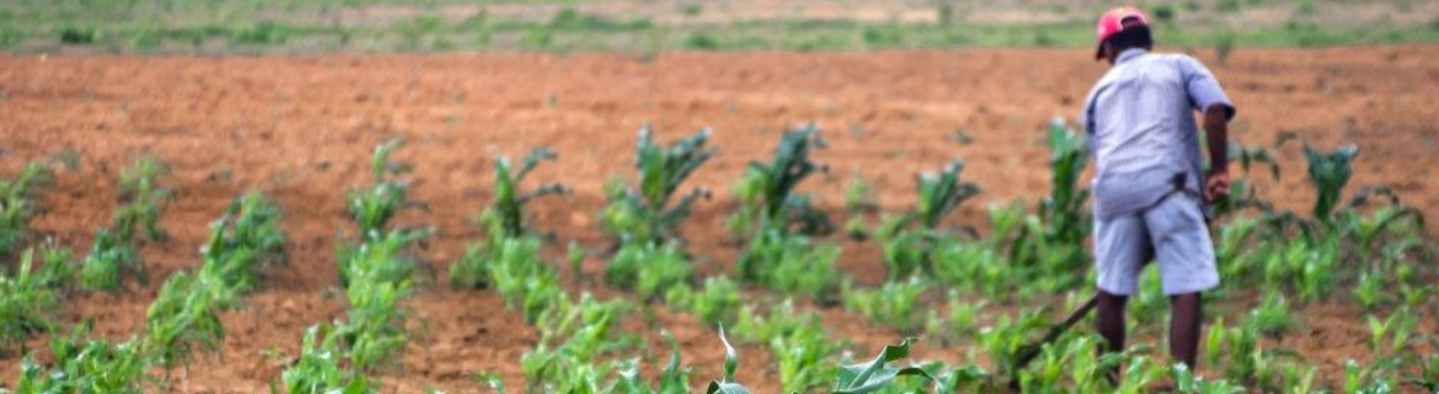 Chuvas trazem alegria para o campo, mas exigem cuidados com energia elétrica