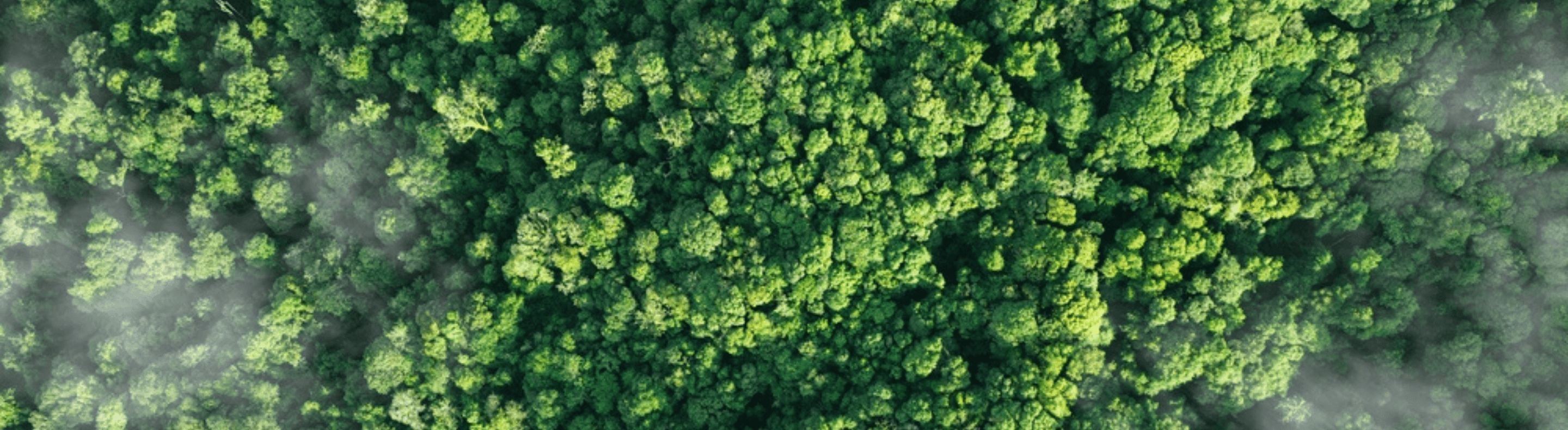 Imagem aérea de uma floresta verde com árvores densas e um pouco de névoa.
