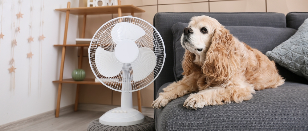 Foto de uma sala com sofá e um cachorro em cima dele, ao lado é possível encontrar um ventilador de mesa na mesa ao lado do sofá